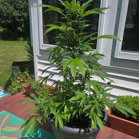 Mauricette growlog timeline photo