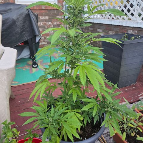 Mauricette growlog photo: Ca pousse relax je pense encore 3 semaines de fleuraison 