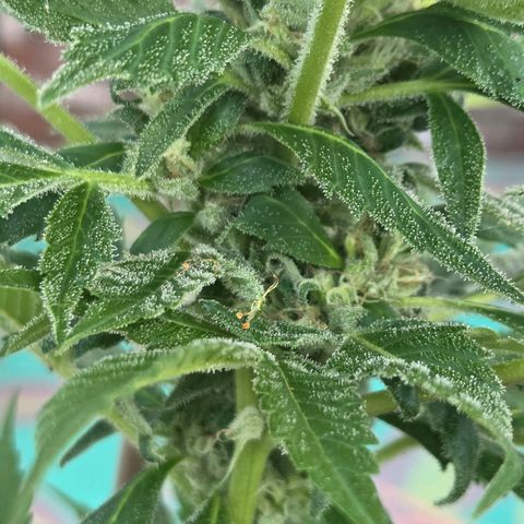 Mauricette growlog photo: Ca pousse relax je pense encore 3 semaines de fleuraison 