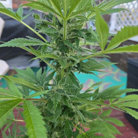 Mauricette growlog photo: Ca pousse relax je pense encore 3 semaines de fleuraison 