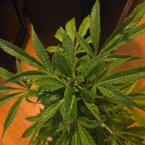 Mauricette growlog photo: Encore 4 semaines siblw soleil est présent 