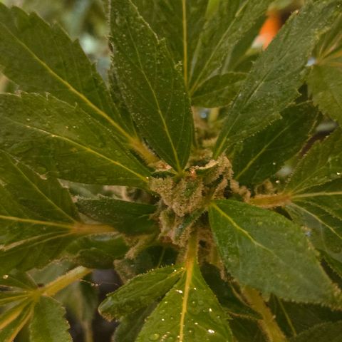 Mauricette growlog photo: Encore 4 semaines siblw soleil est présent 