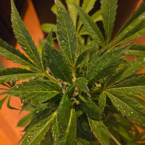 Mauricette growlog photo: Encore 4 semaines siblw soleil est présent 