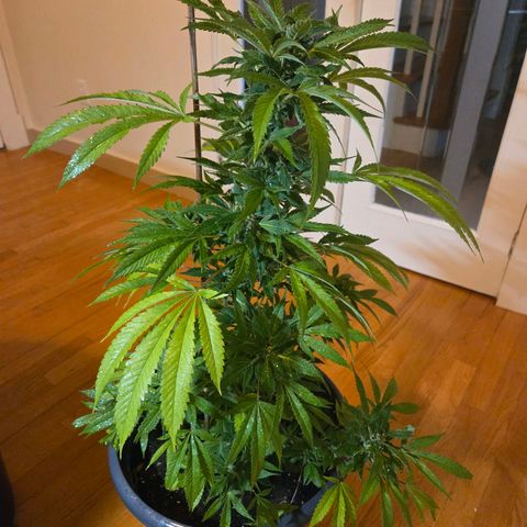 Mauricette growlog photo: Encore 4 semaines siblw soleil est présent 