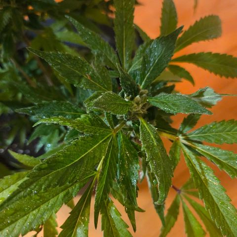 Mauricette growlog photo: Encore 4 semaines siblw soleil est présent 