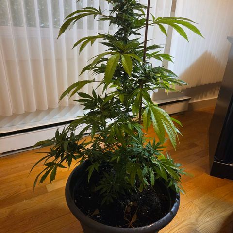 Mauricette growlog photo: Encore 4 semaines siblw soleil est présent 