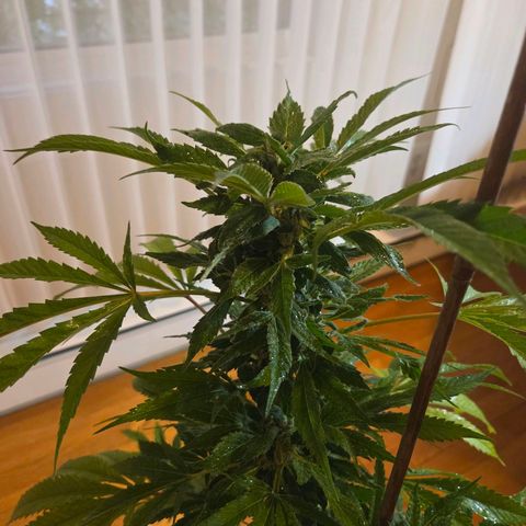 Mauricette growlog photo: Encore 4 semaines siblw soleil est présent 