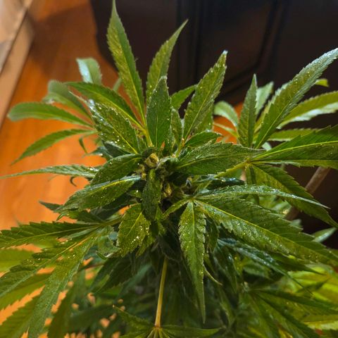 Mauricette growlog photo: Encore 4 semaines siblw soleil est présent 