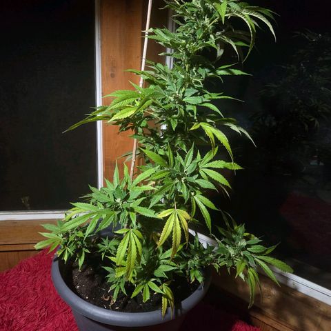 Mauricette growlog timeline photo