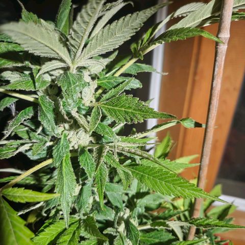 Mauricette growlog timeline photo