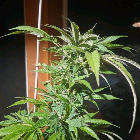 Mauricette growlog timeline photo