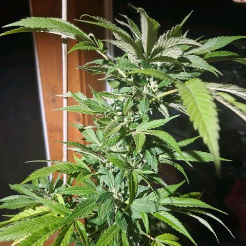 Mauricette growlog timeline photo