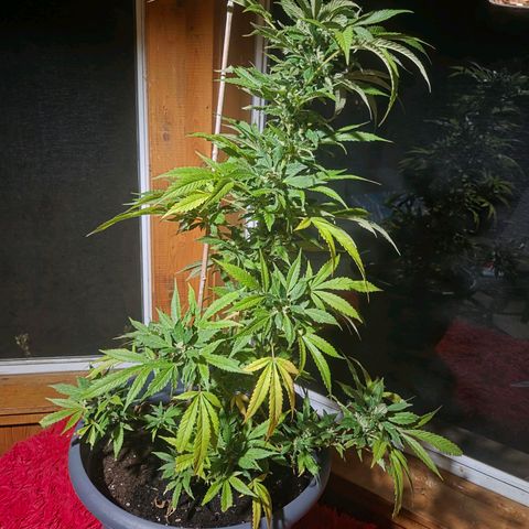 Mauricette growlog timeline photo