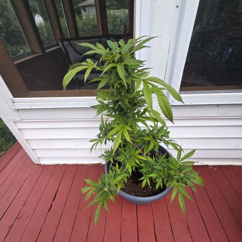 Mauricette growlog photo: On y est presque je pense encore 2 semaine avant la coupe a voir quand l arrêt de l arrosage j attends plus de couleur orange brun pour cote indica