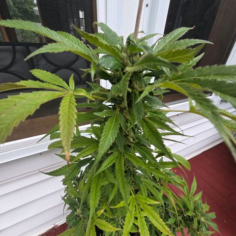 Mauricette growlog photo: On y est presque je pense encore 2 semaine avant la coupe a voir quand l arrêt de l arrosage j attends plus de couleur orange brun pour cote indica