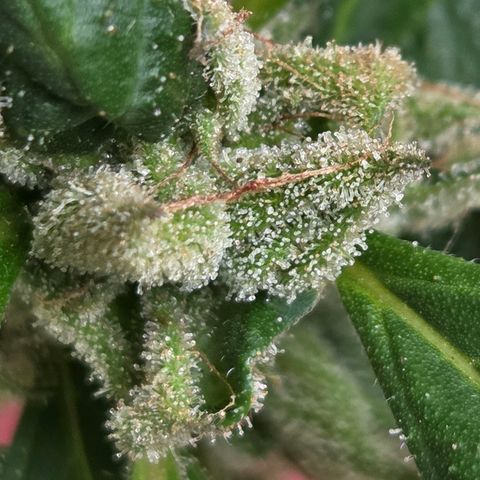 Mauricette growlog photo: On y est presque je pense encore 2 semaine avant la coupe a voir quand l arrêt de l arrosage j attends plus de couleur orange brun pour cote indica