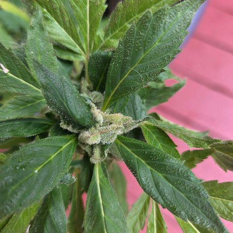 Mauricette growlog photo: On y est presque je pense encore 2 semaine avant la coupe a voir quand l arrêt de l arrosage j attends plus de couleur orange brun pour cote indica