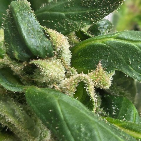 Mauricette growlog photo: On y est presque je pense encore 2 semaine avant la coupe a voir quand l arrêt de l arrosage j attends plus de couleur orange brun pour cote indica