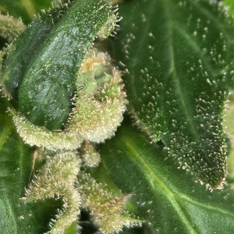 Mauricette growlog photo: On y est presque je pense encore 2 semaine avant la coupe a voir quand l arrêt de l arrosage j attends plus de couleur orange brun pour cote indica