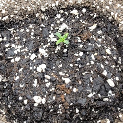 Red Pure Auto CBD growlog timeline photo