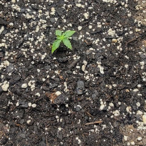 Red Pure Auto CBD growlog timeline photo