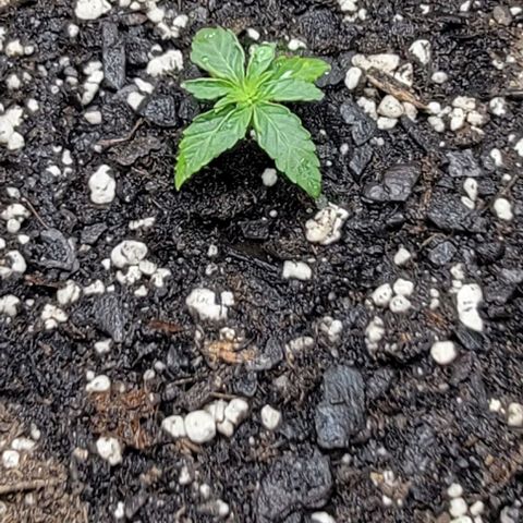 Red Pure Auto CBD growlog timeline photo