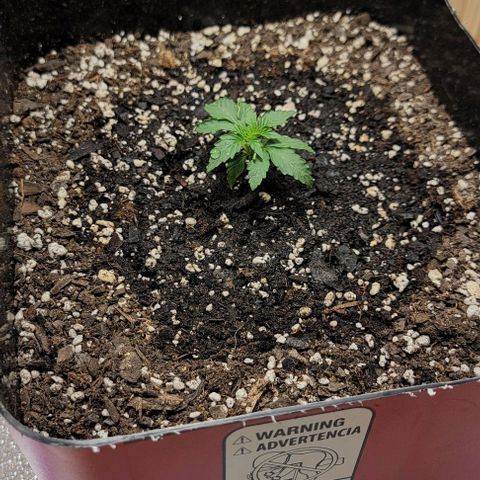 Red Pure Auto CBD growlog timeline photo