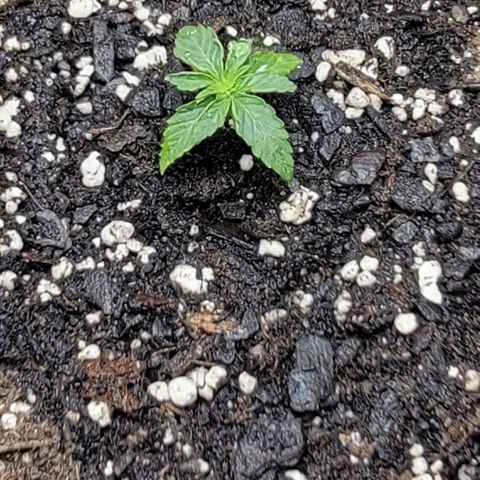 Red Pure Auto CBD growlog timeline photo