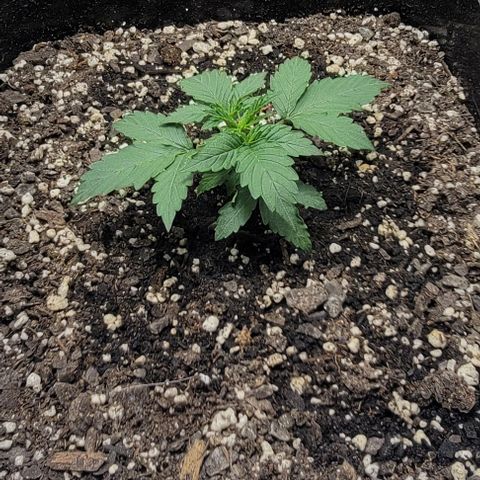 Red Pure Auto CBD growlog timeline photo