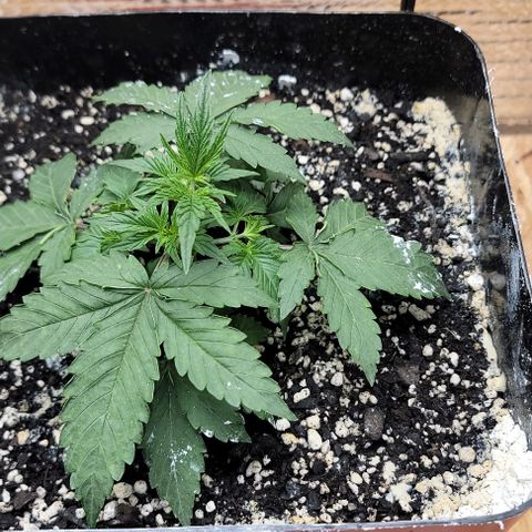 Red Pure Auto CBD growlog timeline photo