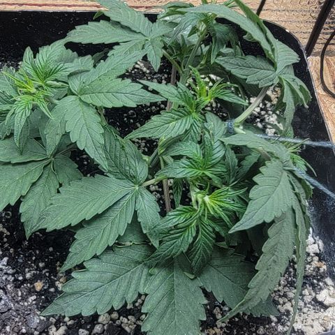 Red Pure Auto CBD growlog timeline photo
