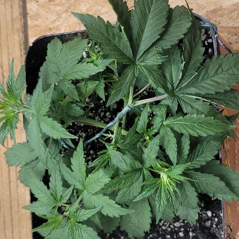 Red Pure Auto CBD growlog photo: Training 