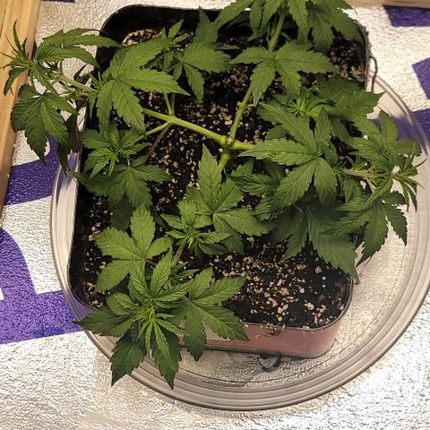 Red Pure Auto CBD growlog photo: Lst