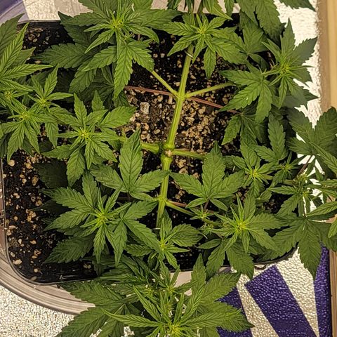 Red Pure Auto CBD growlog photo: Flowering 