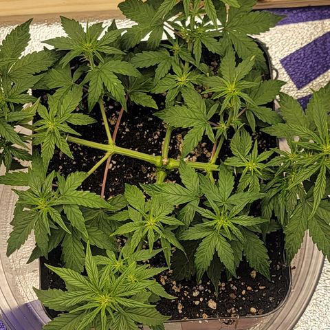 Red Pure Auto CBD growlog timeline photo