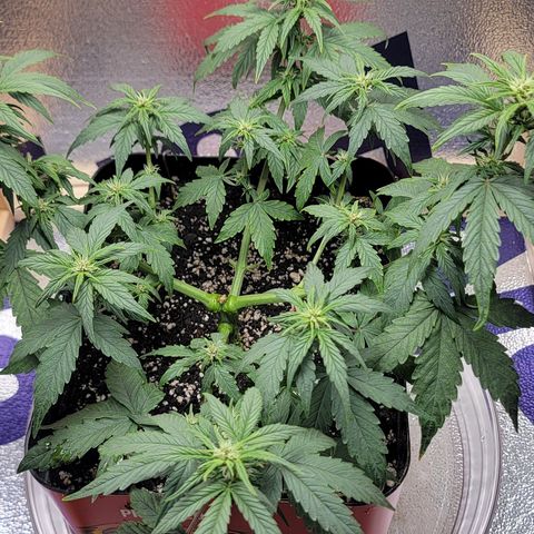 Red Pure Auto CBD growlog timeline photo