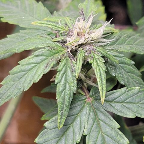 Red Pure Auto CBD growlog photo: Look like starting to change color