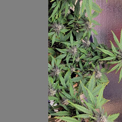 Red Pure Auto CBD growlog photo: Think I stunted plant after topping and having problems with soil gnats. Using custom made sticky traps on top soil to help kill/catch gnats. Letting soil dry out between watering 