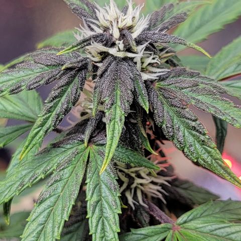 Red Pure Auto CBD growlog timeline photo