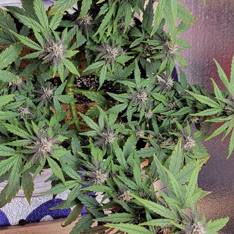 Red Pure Auto CBD growlog timeline photo