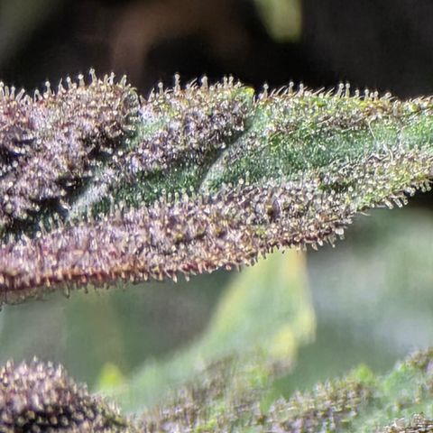 Red Pure Auto CBD growlog timeline photo