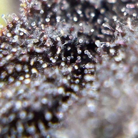 Red Pure Auto CBD growlog timeline photo