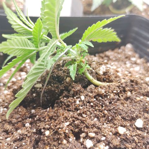 Amnesia Haze growlog photo: Lst 