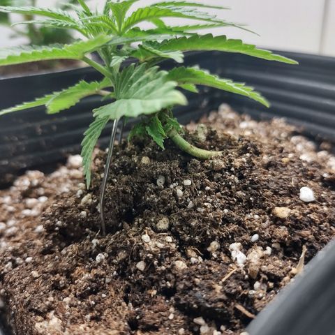Amnesia Haze growlog timeline photo
