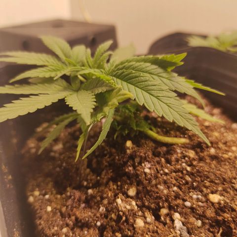 Amnesia Haze growlog timeline photo