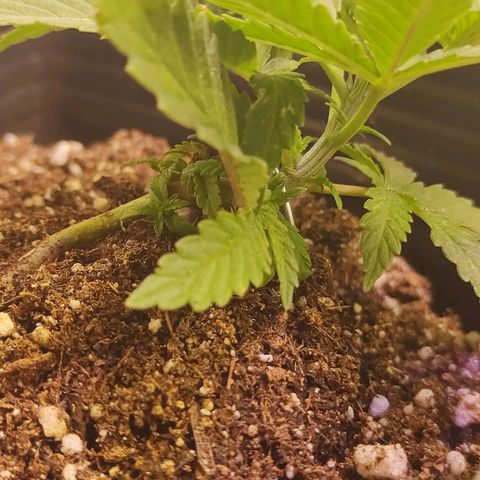 Amnesia Haze growlog timeline photo
