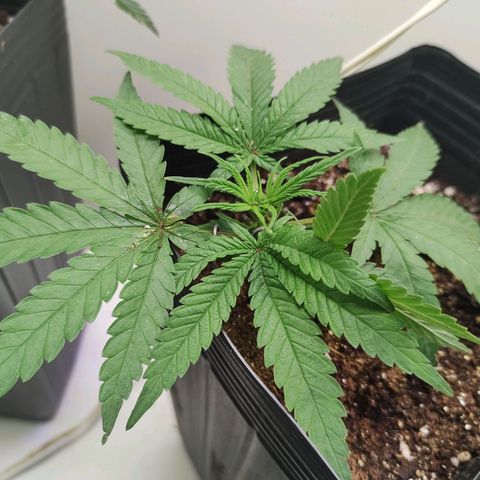 Amnesia Haze growlog timeline photo