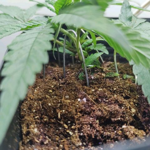 Amnesia Haze growlog timeline photo