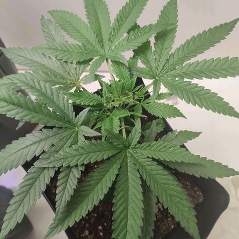Amnesia Haze growlog timeline photo