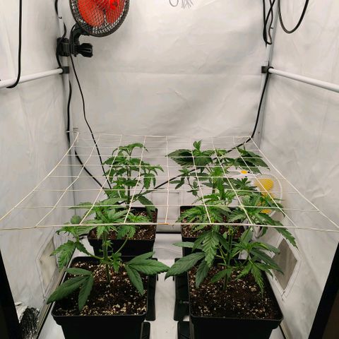 Lemon Orange Greenhouse Seeds growlog photo: Wuchs um eine Woche verlängert 